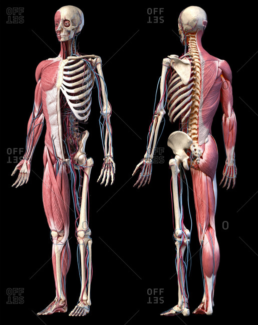 Images Of A Human Body Front And Back - Clinical Anatomy Terms To