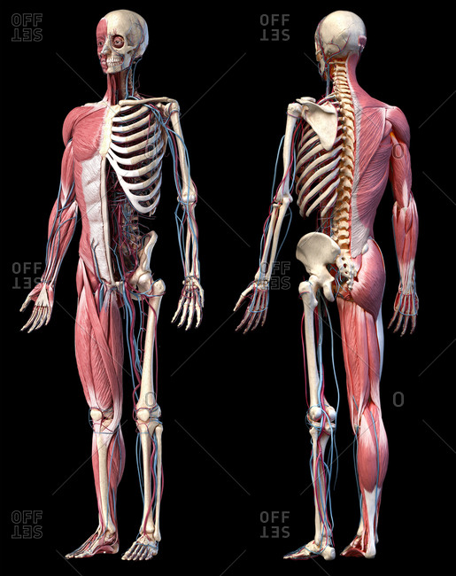 Human Anatomy Full Body Skeletal Muscular And Cardiovascular Systems Two Views Front And Back Perspectives On Black Background 3d Illustration Stock Photo Offset