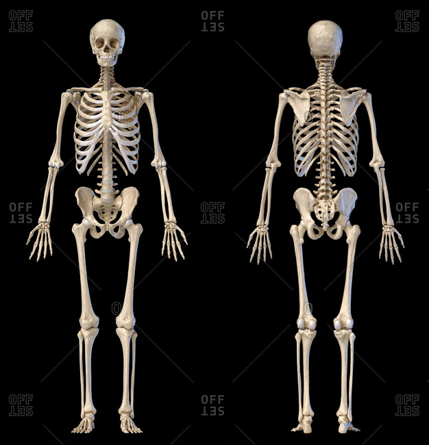 Rib Skeleton Stock Photos Offset