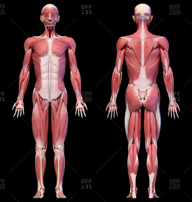 Human Muscles Labeled Front And Back : Human anatomy 3d illustration