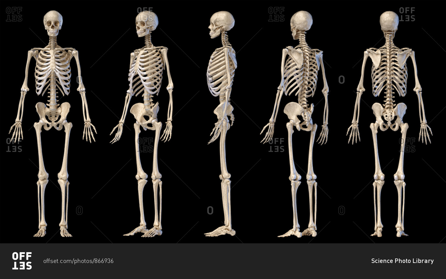 Human Anatomy full body male skeleton. Five views. Perspective, Front ...