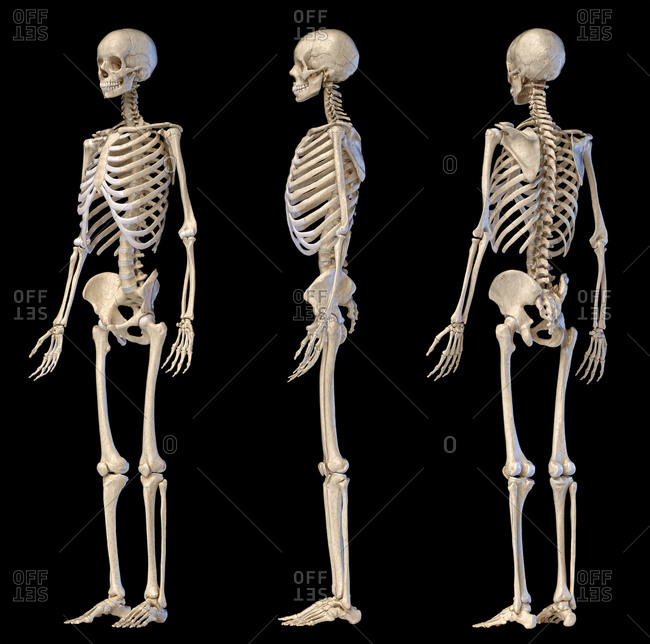 skeleton side view