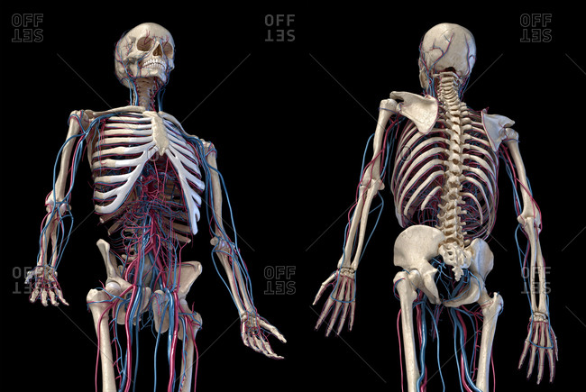 Human Anatomy Diagram Organs Back View : Internal Organs Back View