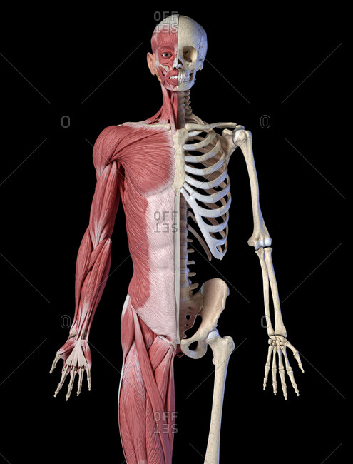 Muscles Labeled Front And Back / 11 4 Identify The Skeletal Muscles And