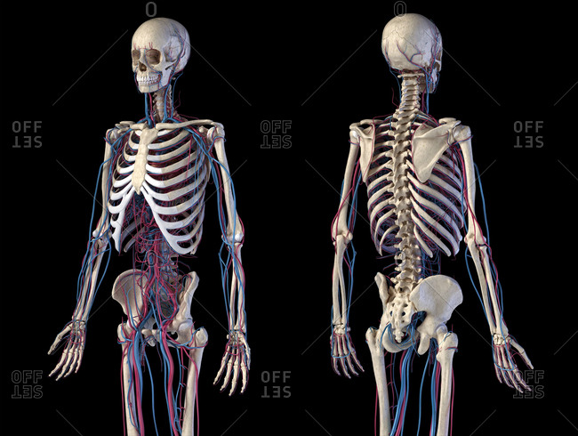 Human body anatomy. 3d illustration of Skeletal and cardiovascular systems. Front and back perspective views. On black background.