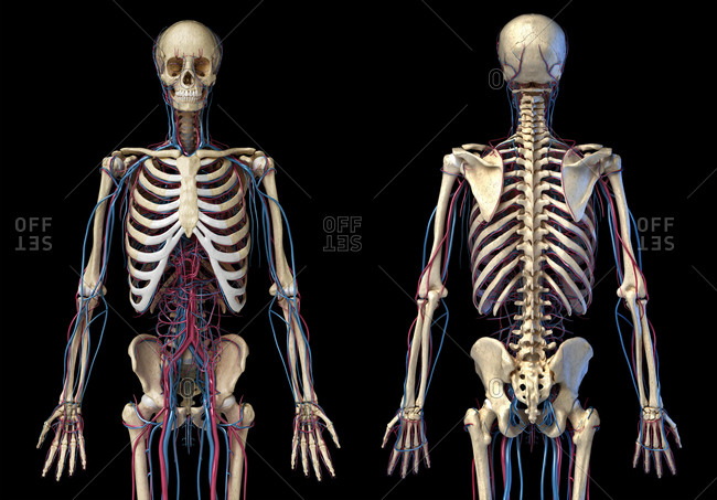 Human body anatomy. 3d illustration of 3/4 Skeletal and cardiovascular ...