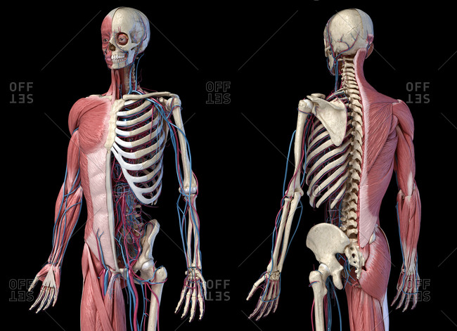 Human Anatomy 3/4 body skeletal, muscular and cardiovascular systems ...