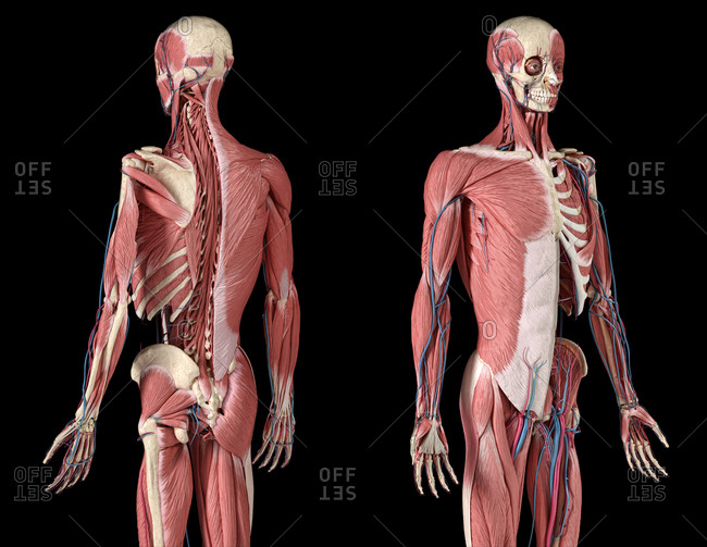 Human Neck Anatomy Stock Photos Offset