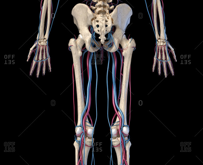 Human body anatomy. 3d illustration of Hip, legs and hands skeletal and cardiovascular systems. Viewed from the back. On black background.