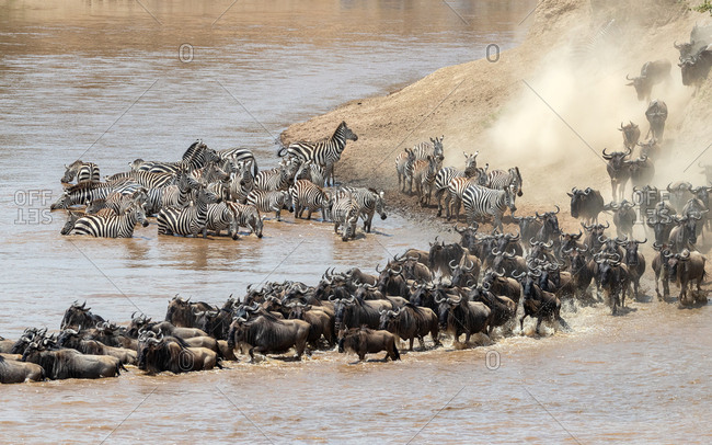 Wildebeest and zebra cross the Mara River during the annual great migration in Masai Mara, Kenya