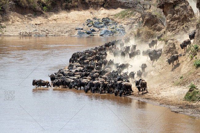 Wildebeests on the banks of the Mara River during the annual great migration