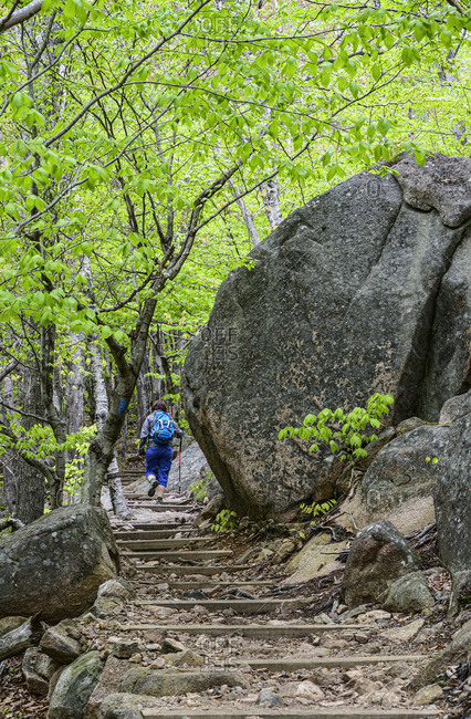 Woman hiking up steps in forest