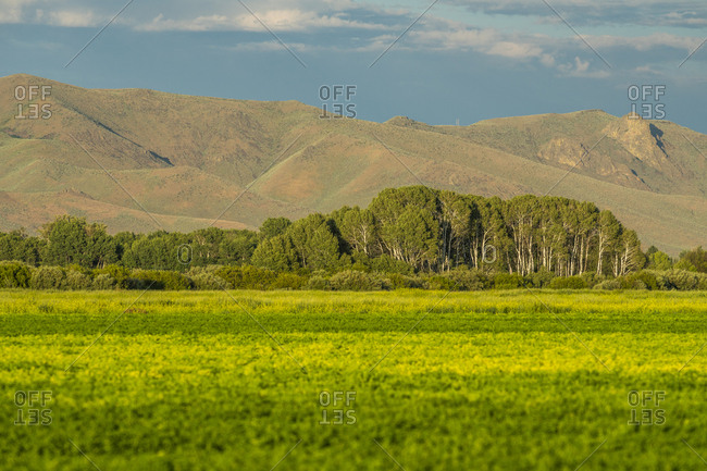 Field by trees and hills in Picabo, Idaho, USA