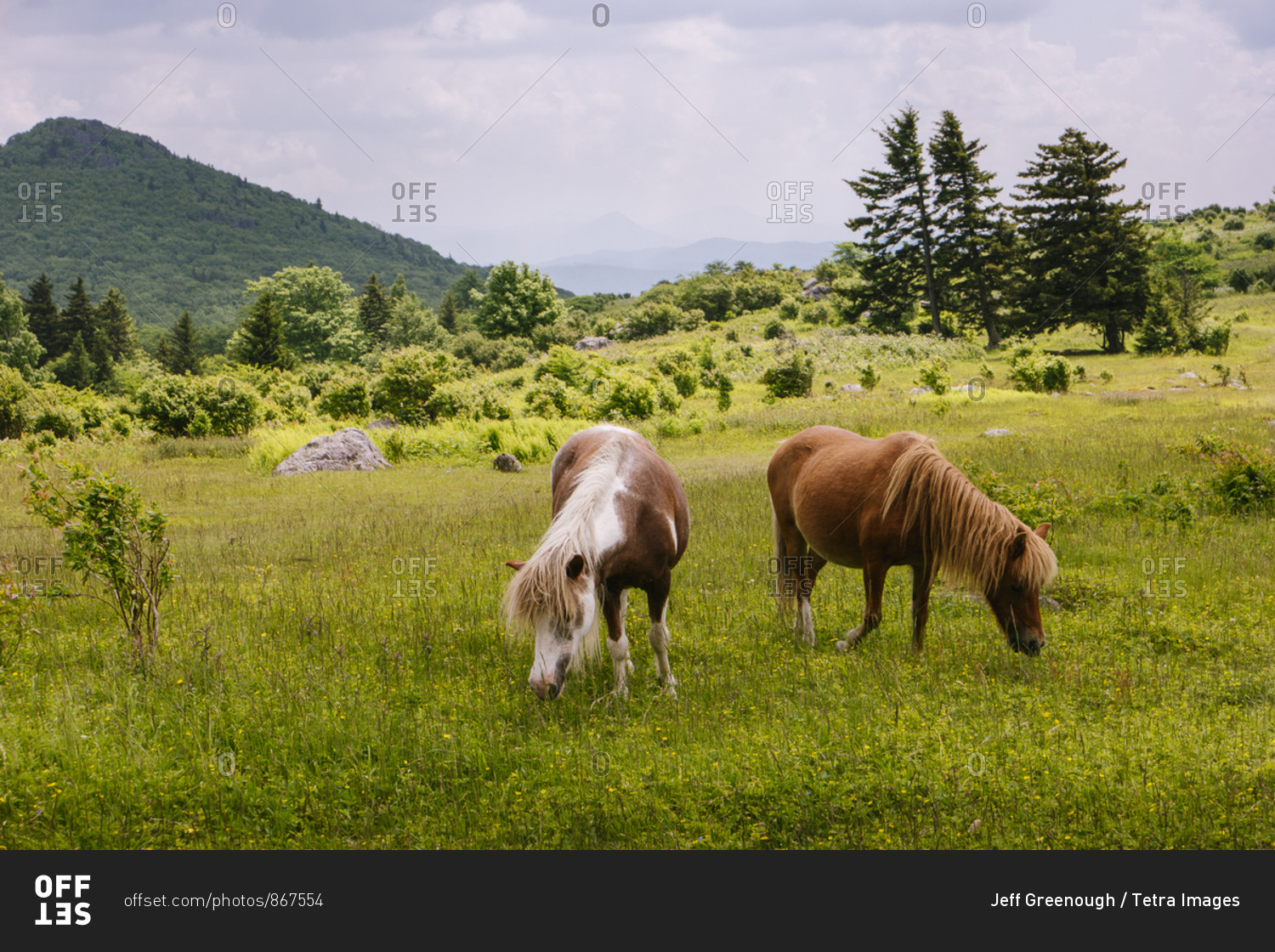 Wild ponies grazing in Mount Rogers National Recreation Area, USA