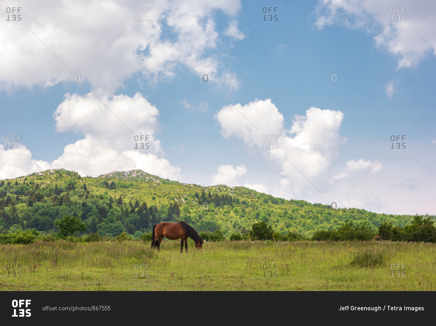 Wild pony grazing in Mount Rogers National Recreation Area, USA