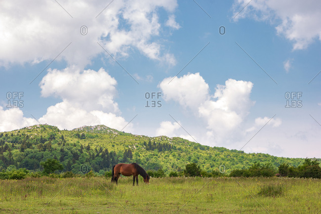 Wild pony grazing in Mount Rogers National Recreation Area, USA