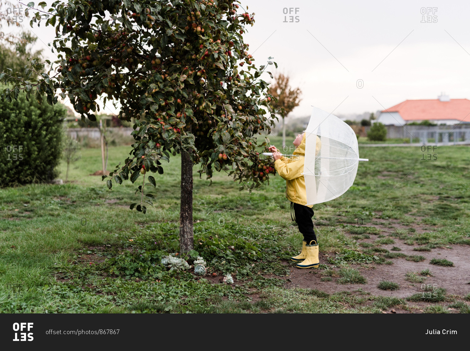 Cute boy picking apples in the rain