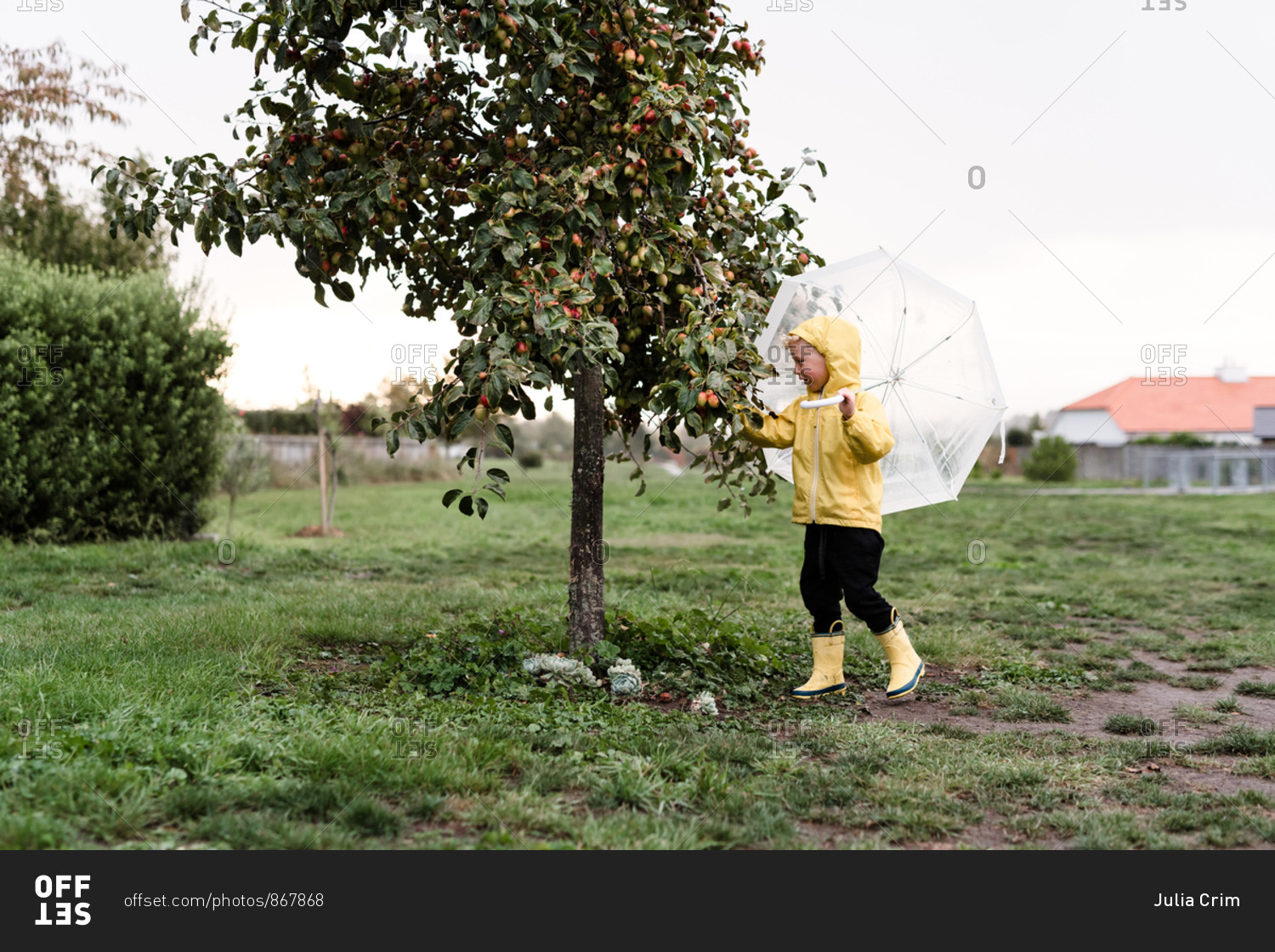 Young boy picking apples in the rain