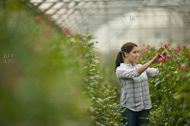 Teenage girl working in a greenhouse.
