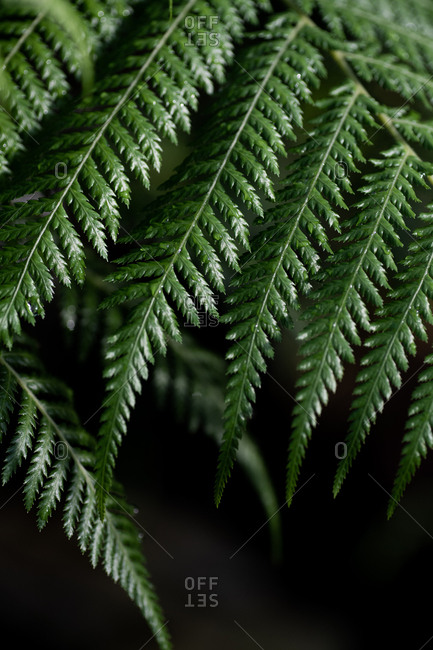 Close up of beautiful green leafy plant