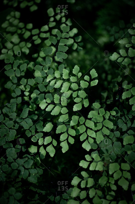 Beautiful green leafy shrub