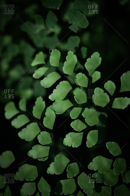 Close up of beautiful green leafy shrub