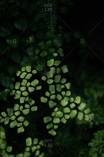 Beautiful green leafy plants