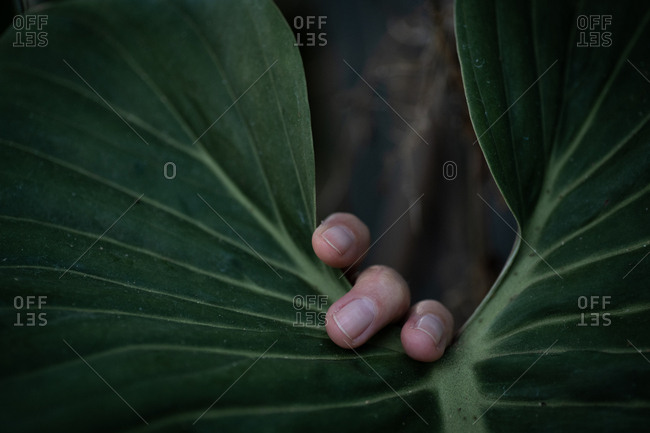 Fingers touching a large green leaf