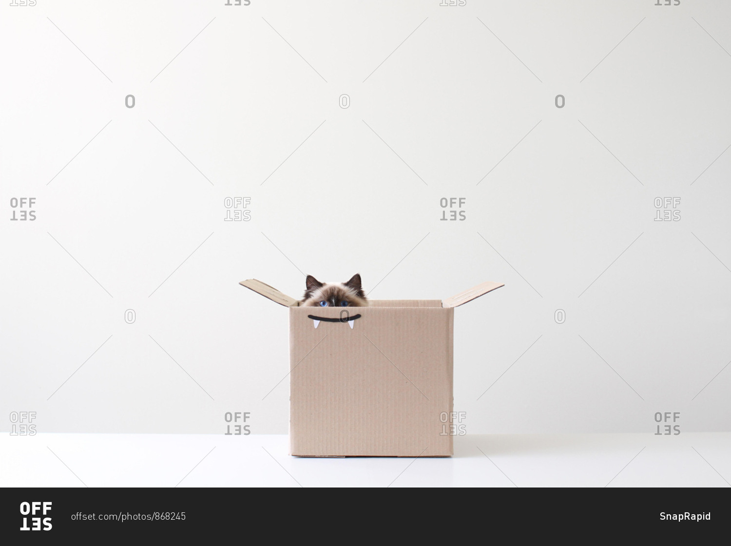 Ragdoll cat hiding in cardboard box with vampire teeth drawing
