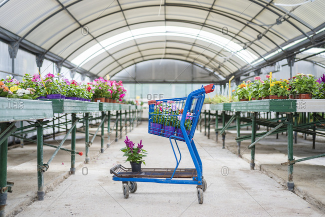 Shopping cart with plants and flowers in plant nursery
