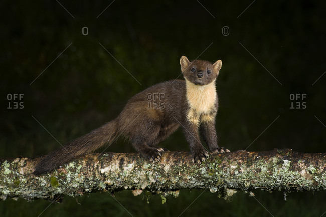 Portrait of pine marten standing on tree trunk by night