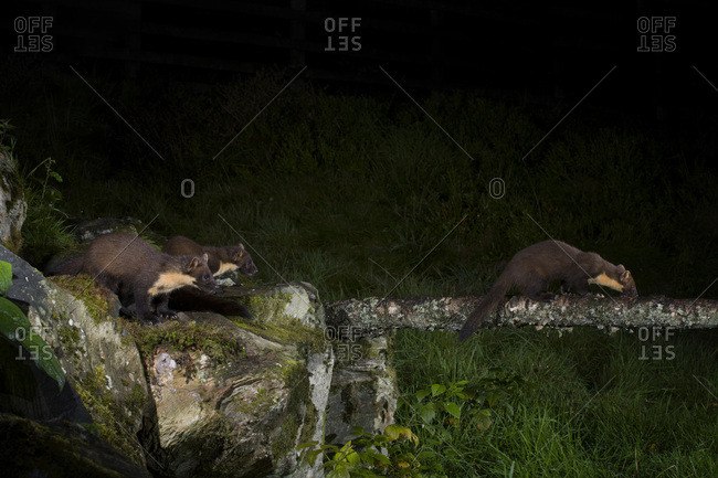 Three pine martens by night