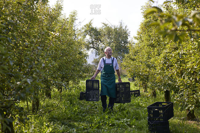 Organic farmer harvesting williams pears- carrying boxes