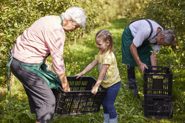 Girl harvesting organic williams pears- helping farmers
