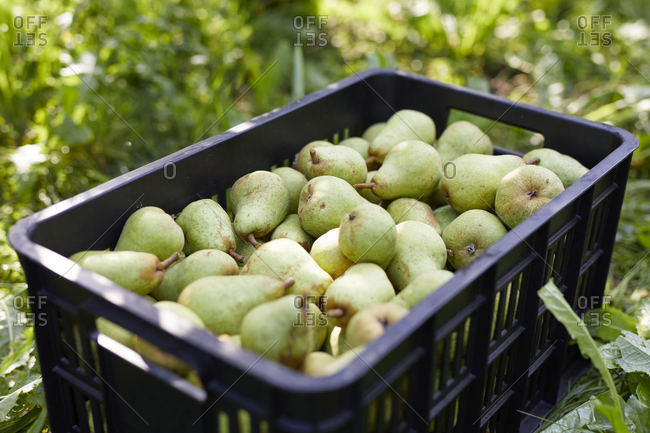 Fruit crate with williams pears