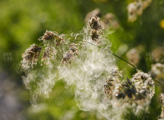 Close-up of spider web on dry plant in forest