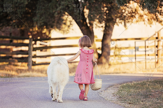 Back view of little girl walking beside big white dog on country road