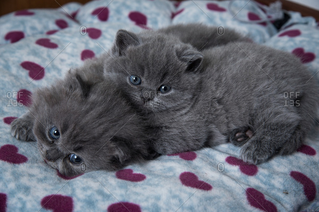 The British shorthair