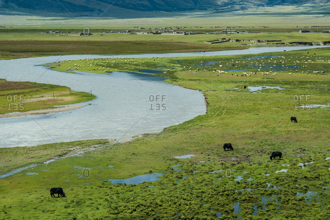 Cattle grazing in a field