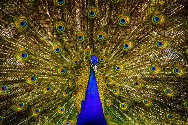 and purples. The peacock's feathers - Playground