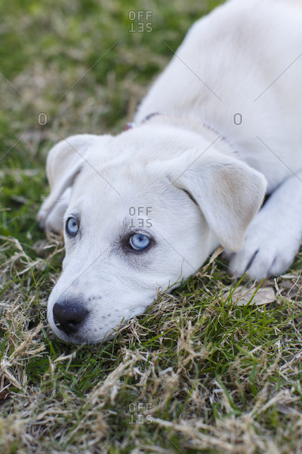 Adorable labrador puppy laying in grass
