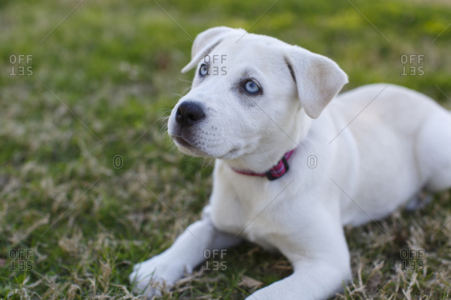 Very cute labrador puppy laying in grass