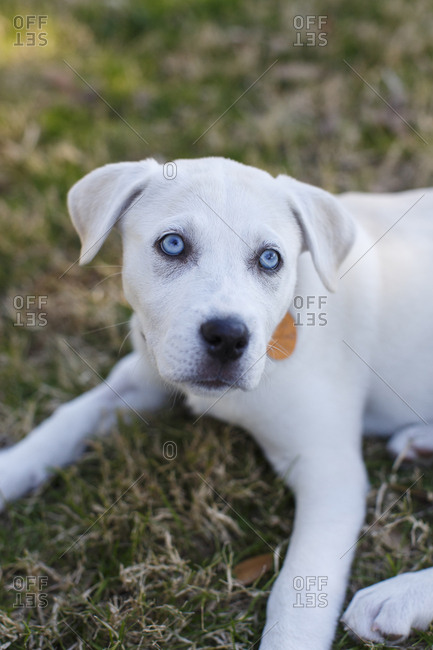 Cute labrador puppy with blue eyes in green grass