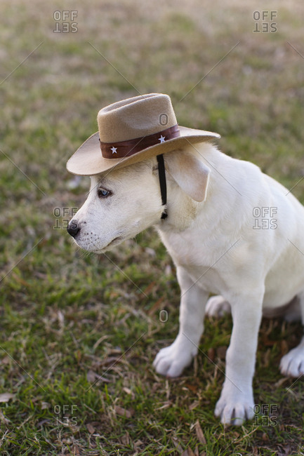 Labrador puppy in cowboy costume