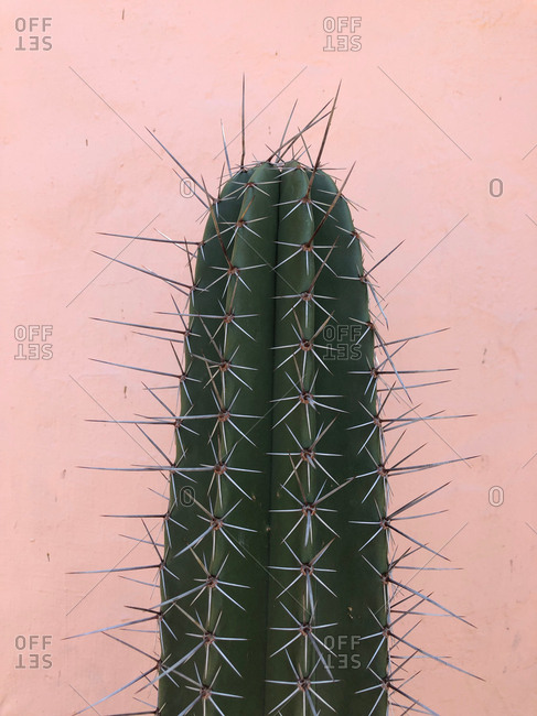 Close-up of a cactus on a pink background stock photo - OFFSET