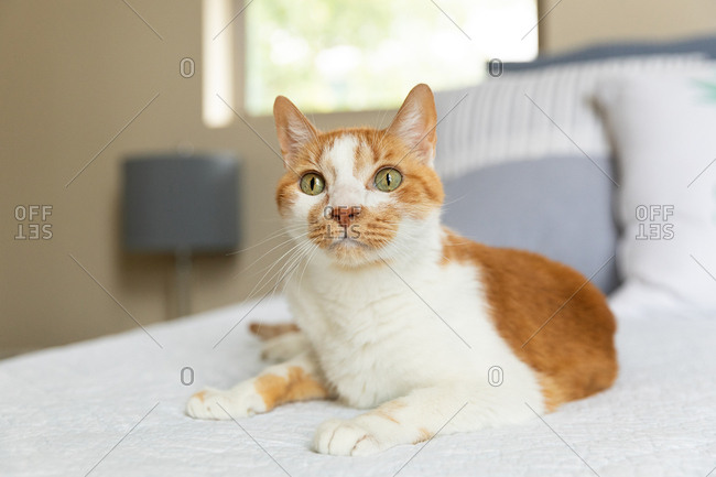 Cute bicolor tabby cat with green eyes sitting on the bed