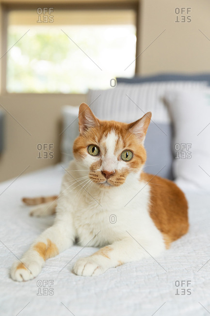 Cute bicolor tabby cat with big eyes sitting on the bed