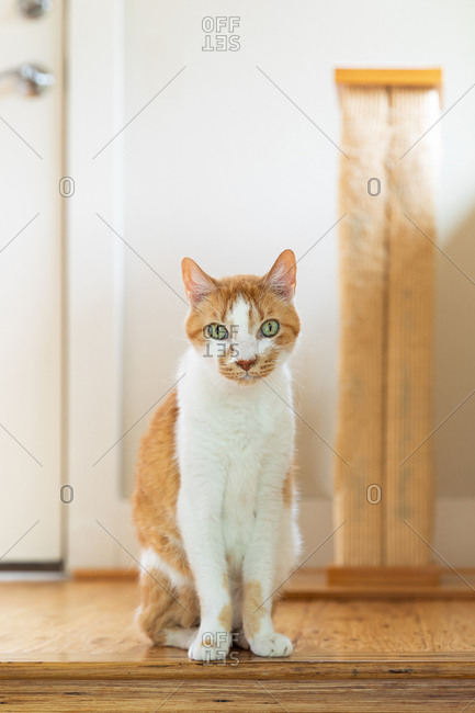 Cute bicolor tabby cat sitting in hallway