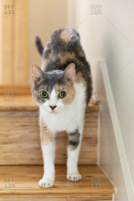 Calico kitten walking down stairs at home