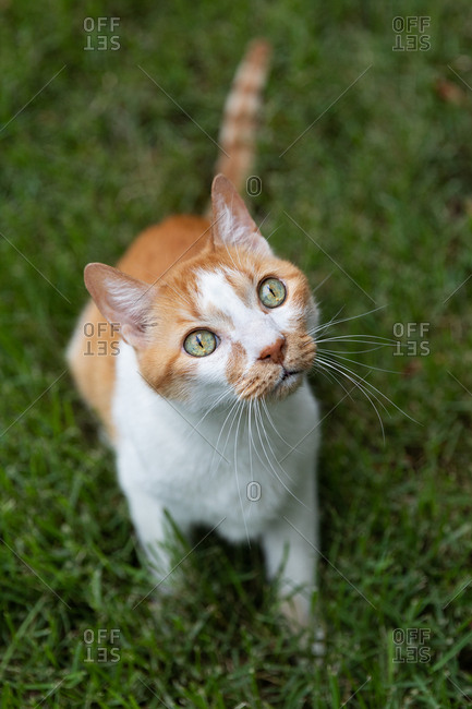 Cute bicolor tabby cat sitting in grass